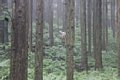 20150908_kikuichi_119.jpg