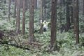 20150908_kikuichi_133.jpg
