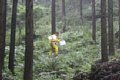 20150908_kikuichi_184.jpg